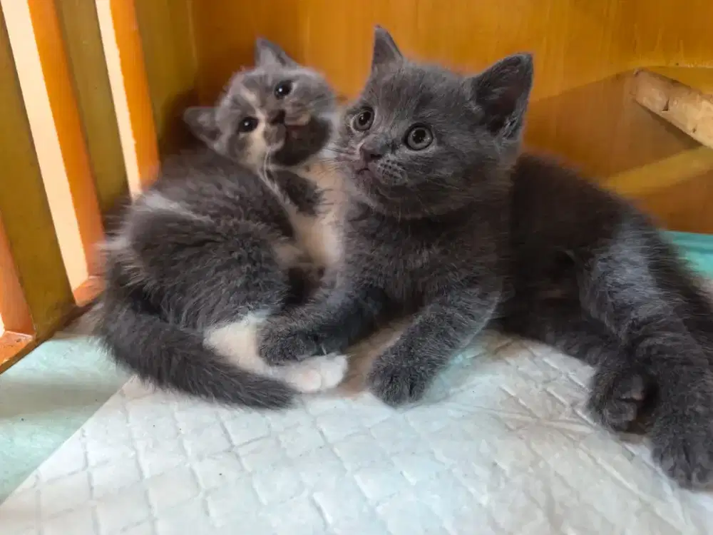 Kucing BSH British Shorthair pure Bicolor