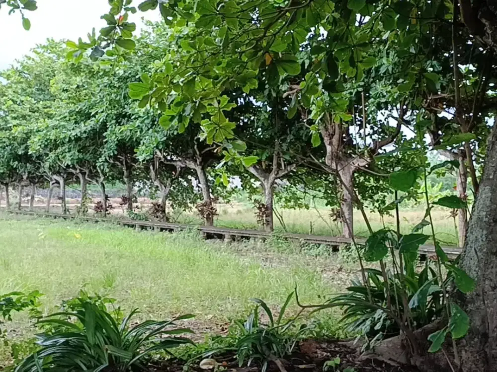 Di Jual Tanah area pantai sanur Bali