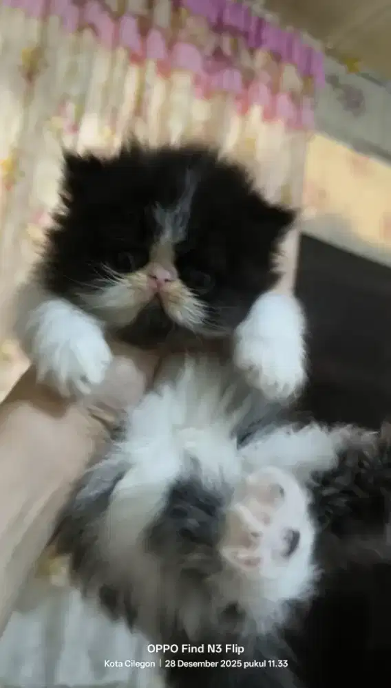 Kucing peaknose kitten