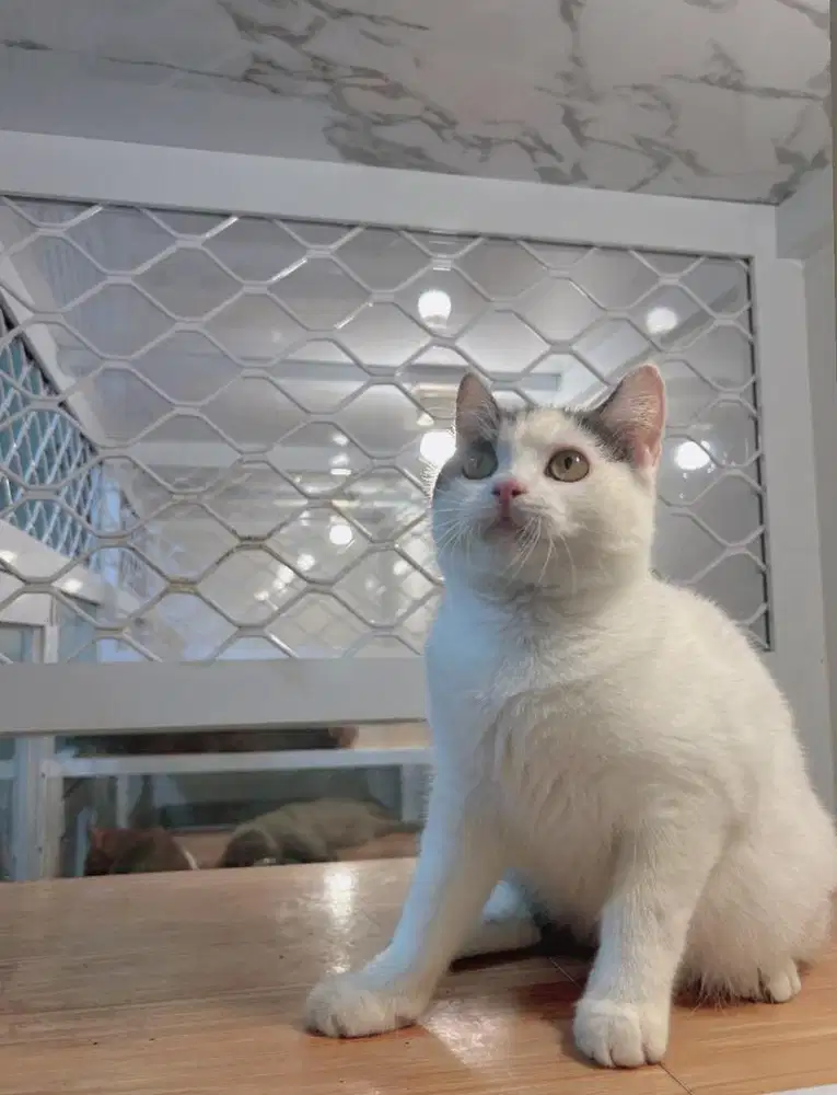 British short hair bico 6 Bulan jantan BSH