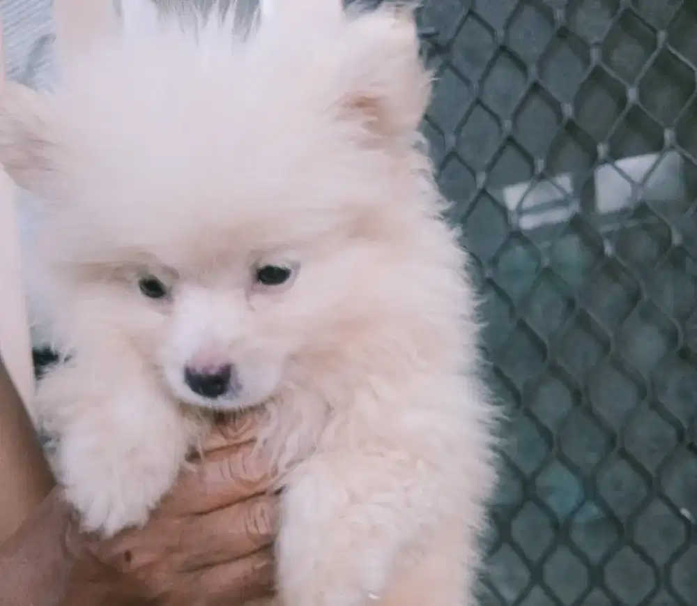 Puppies, Mini Pom, cute and friendly