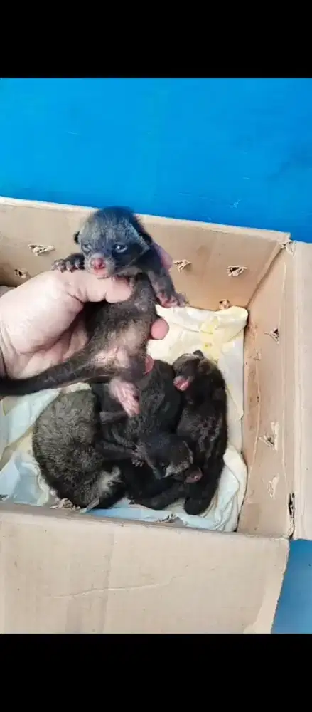 Musang baby masih nyusu