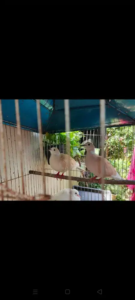 Burung puter sepasang