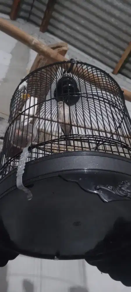 Blacksang gacor barter burung blackthroat jantan rajin lok depok