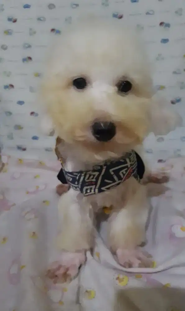 Poodle putih Jantan