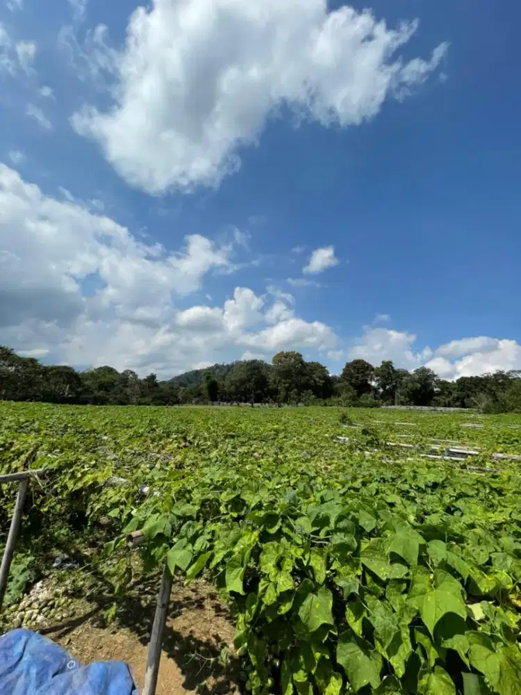 Dijual tanah di belakang perumahan sumkara berastagi 5000m