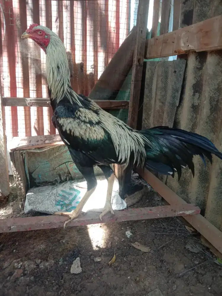 Dijual ayam Siam muda