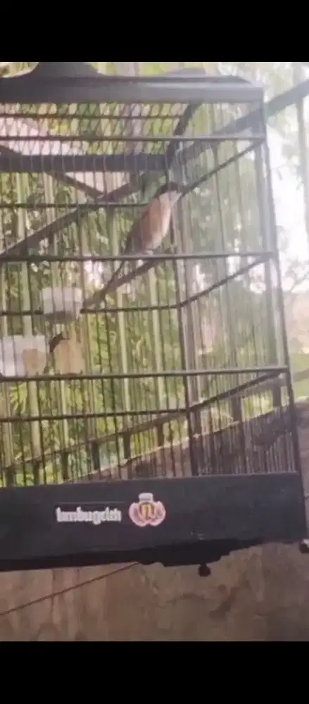 Burung cendet atau pentet