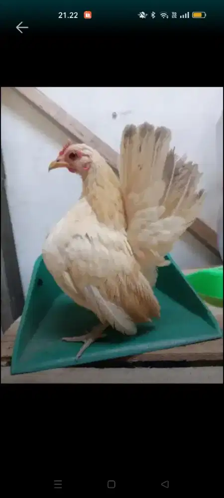 Bingan ayam Serama