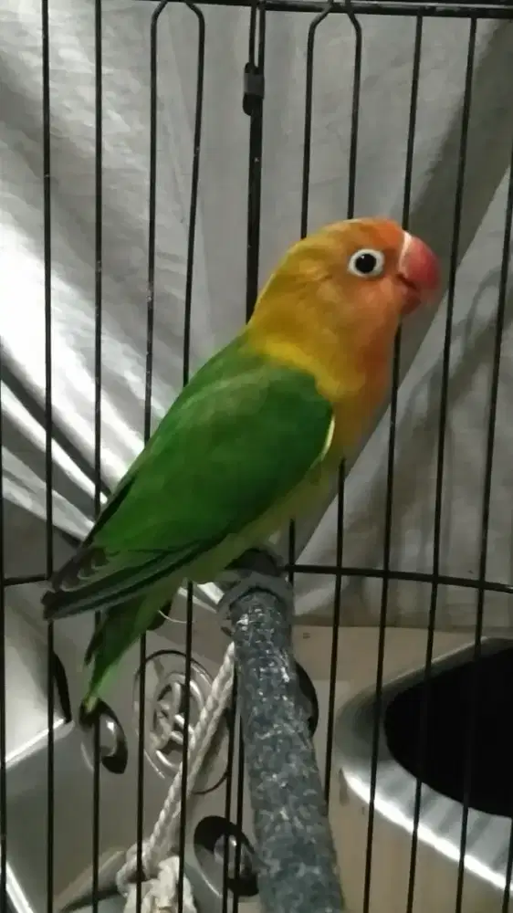 Burung Lovebird