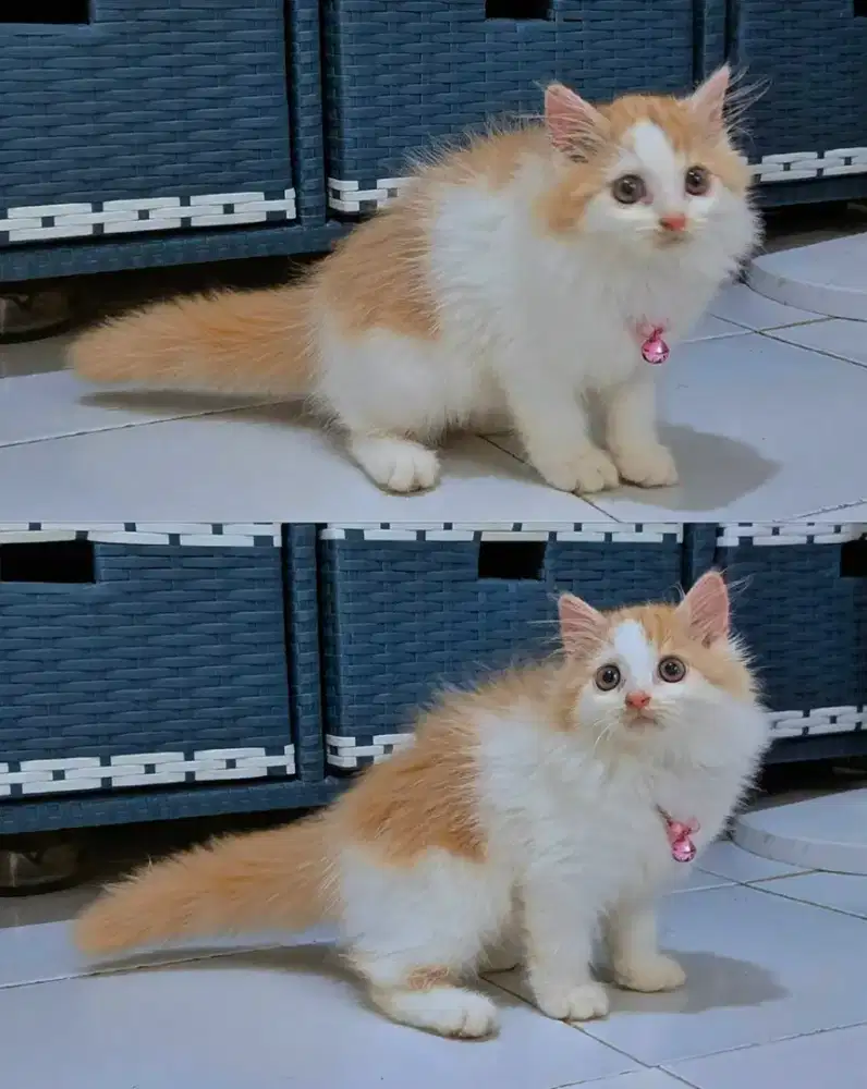 Kitten persia betina lucu