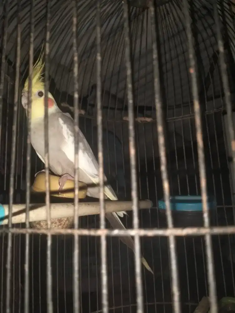 Falk parkit Australia jantan jago siul..