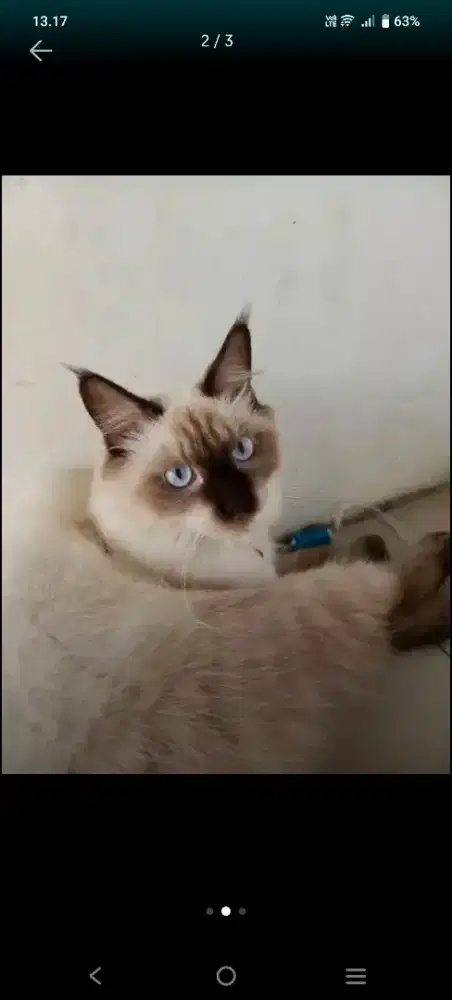 Kucing Himalaya Lucuu Bgtt