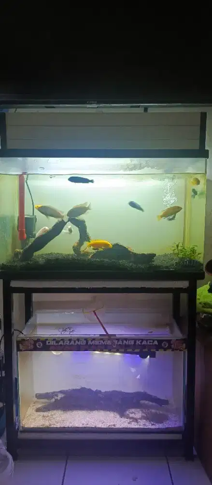 Ikan siklid + aquarium dan raknya
