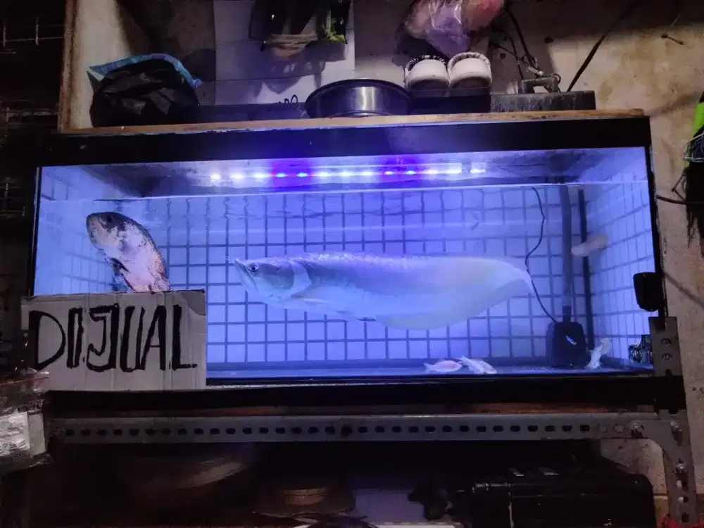 Dijual ikan beserta aquarium full set ikan 3 macam arwana,oscar,palmas