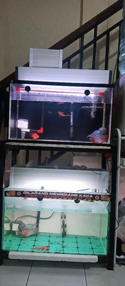 Ikan louhan super red magma dan super red magma