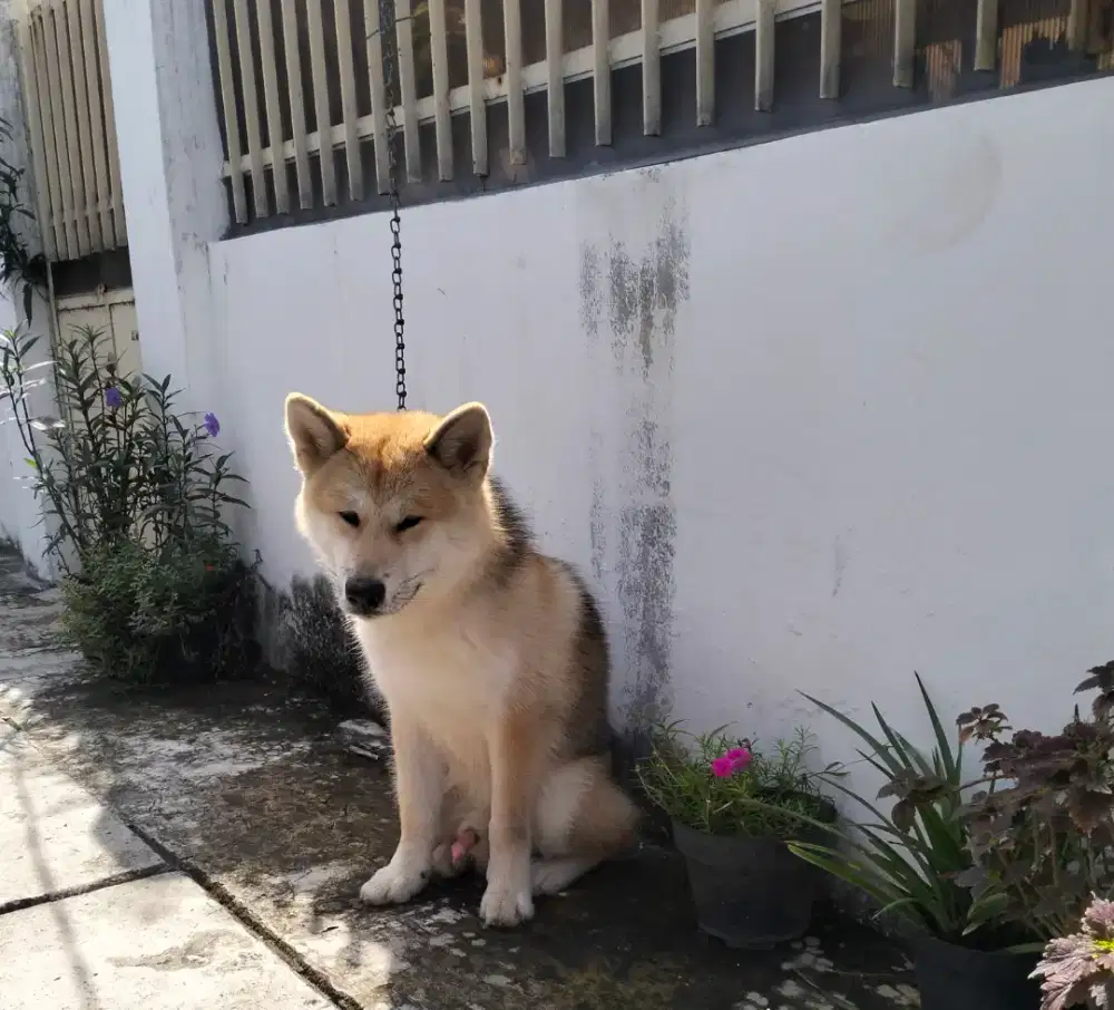 Anjing Langka Shiba Inu mix Malamute male