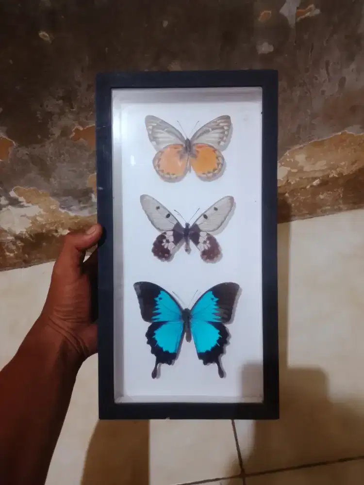 pajangan dinding pigura kupu kupu