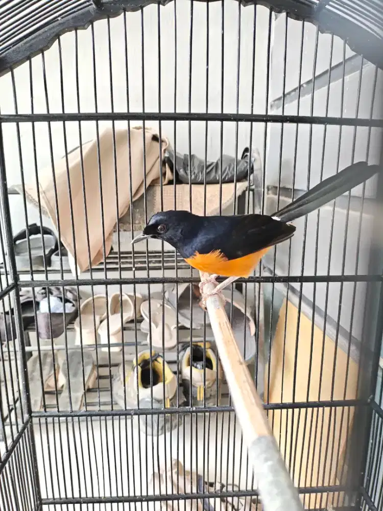 murai mapan bodi big