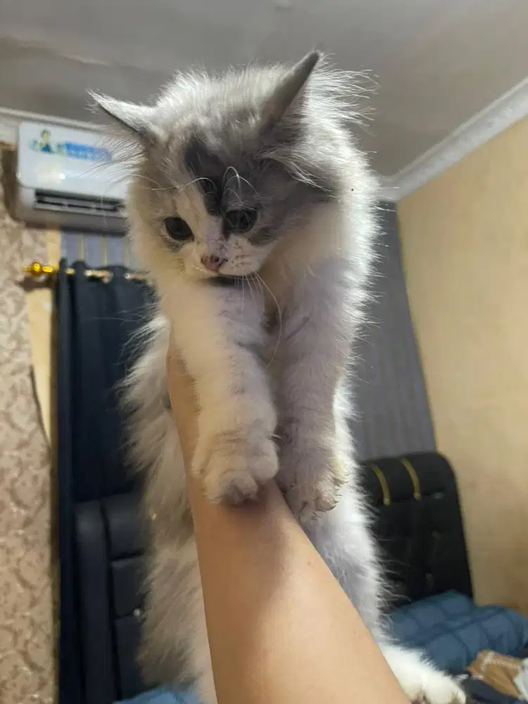 Lepas adop kitten 3 bulan