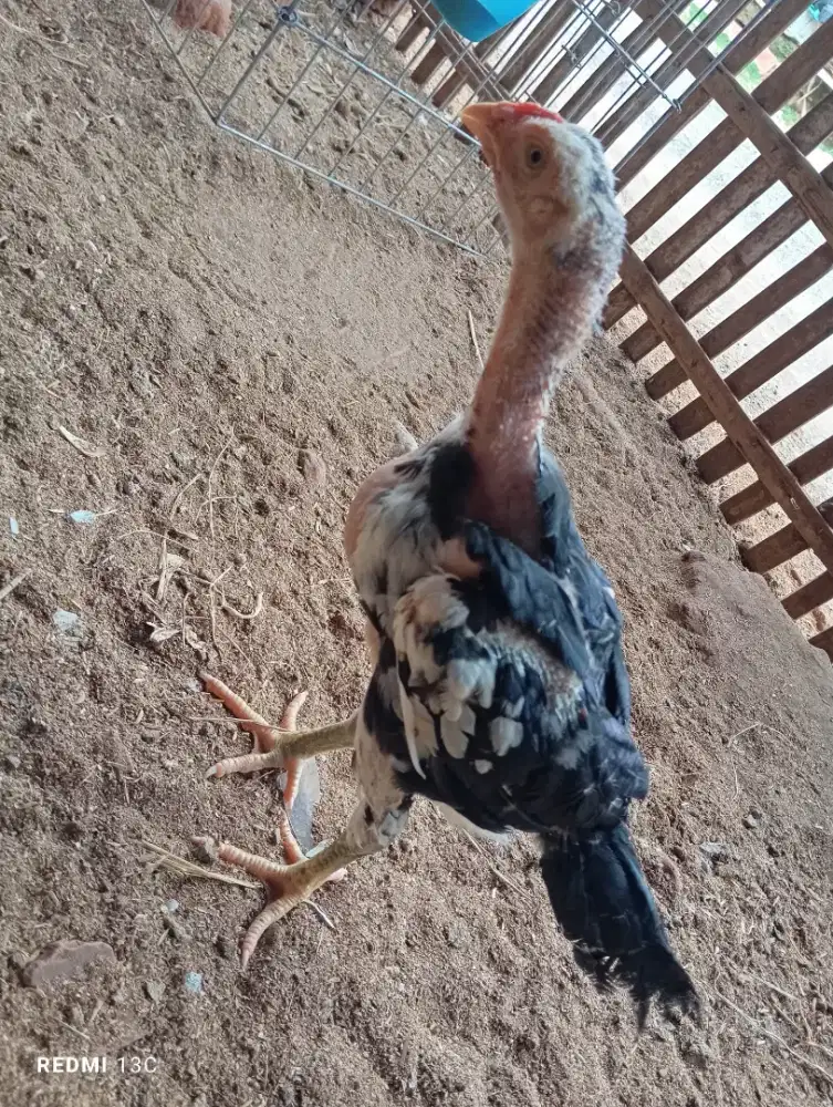 Anakan ayam bangkok blorok