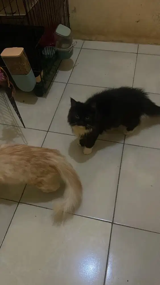 Lepas adop kucing yg hitam putih