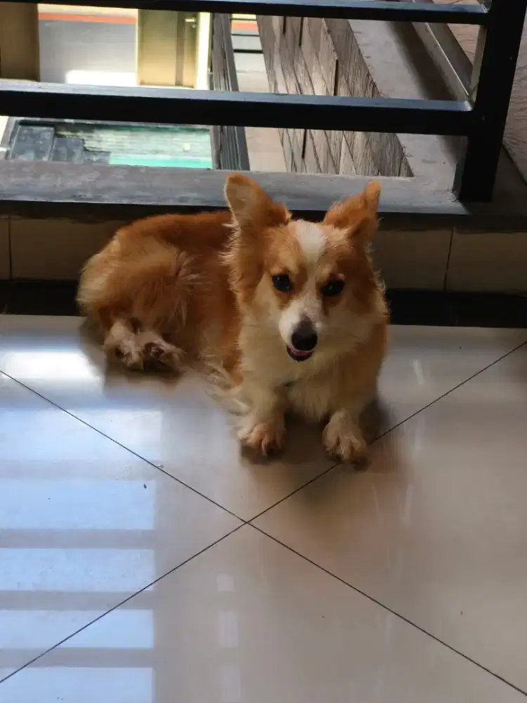 Jual anjing pembroke Welsh Corgi longhair