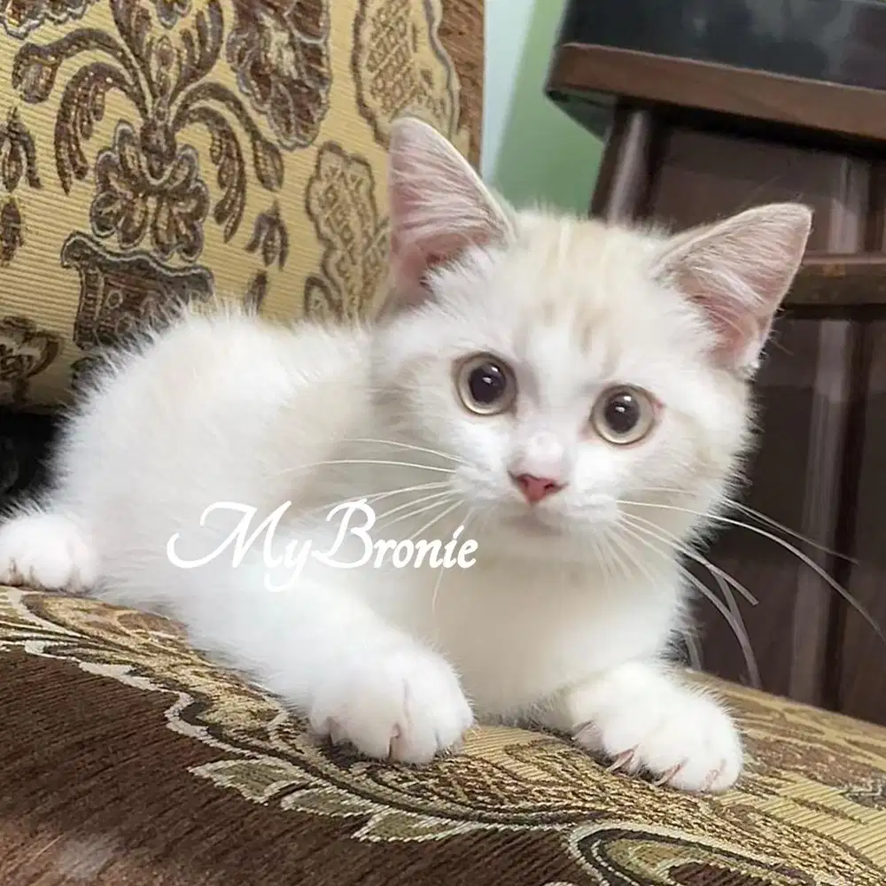 Kucing british shorthair betina 3 bulan