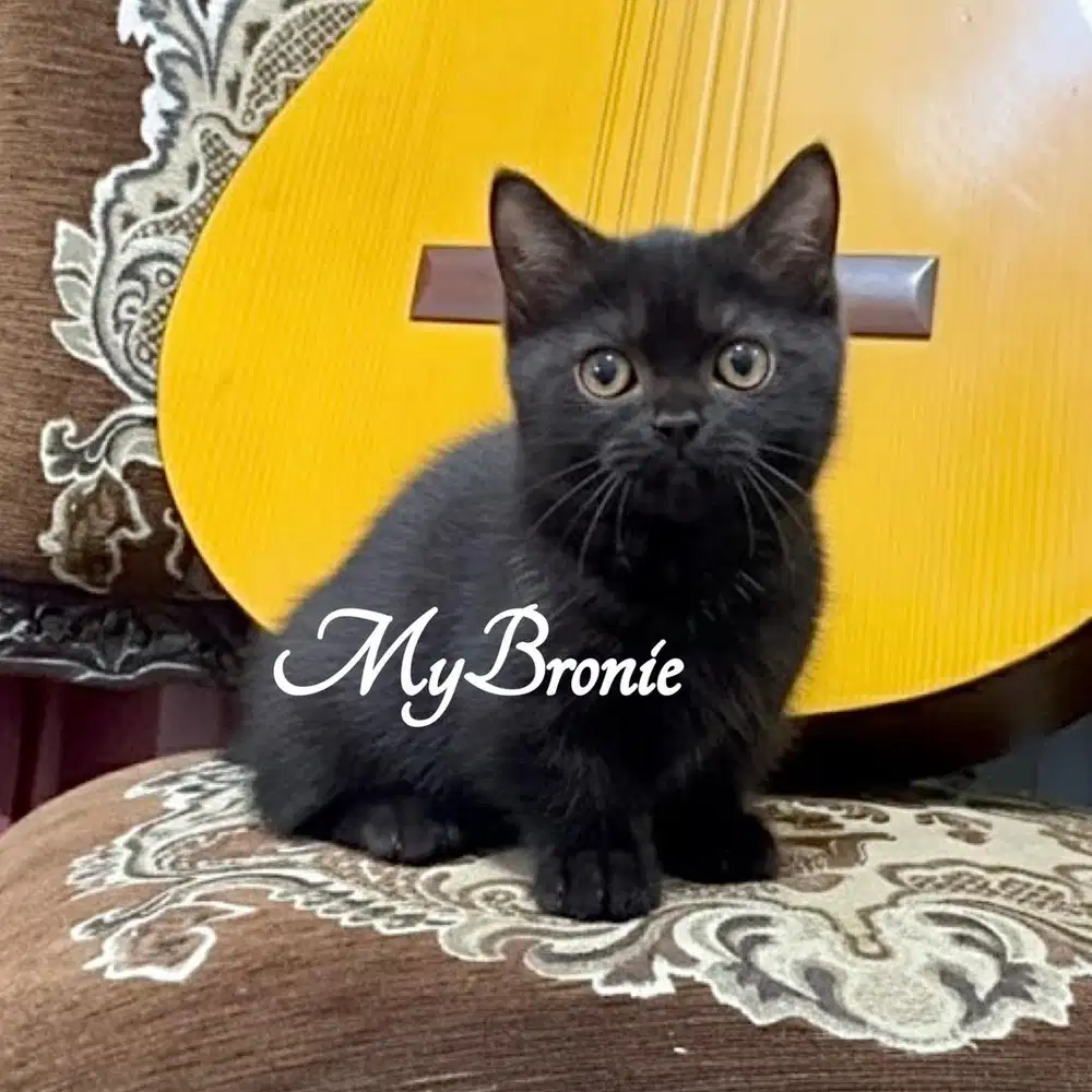 Kucing munchkin british shorthair betina