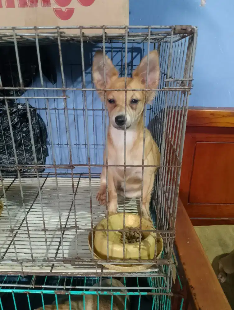 Open adop. Dogi Ciwawa mix  jantn 2 BTN a 1