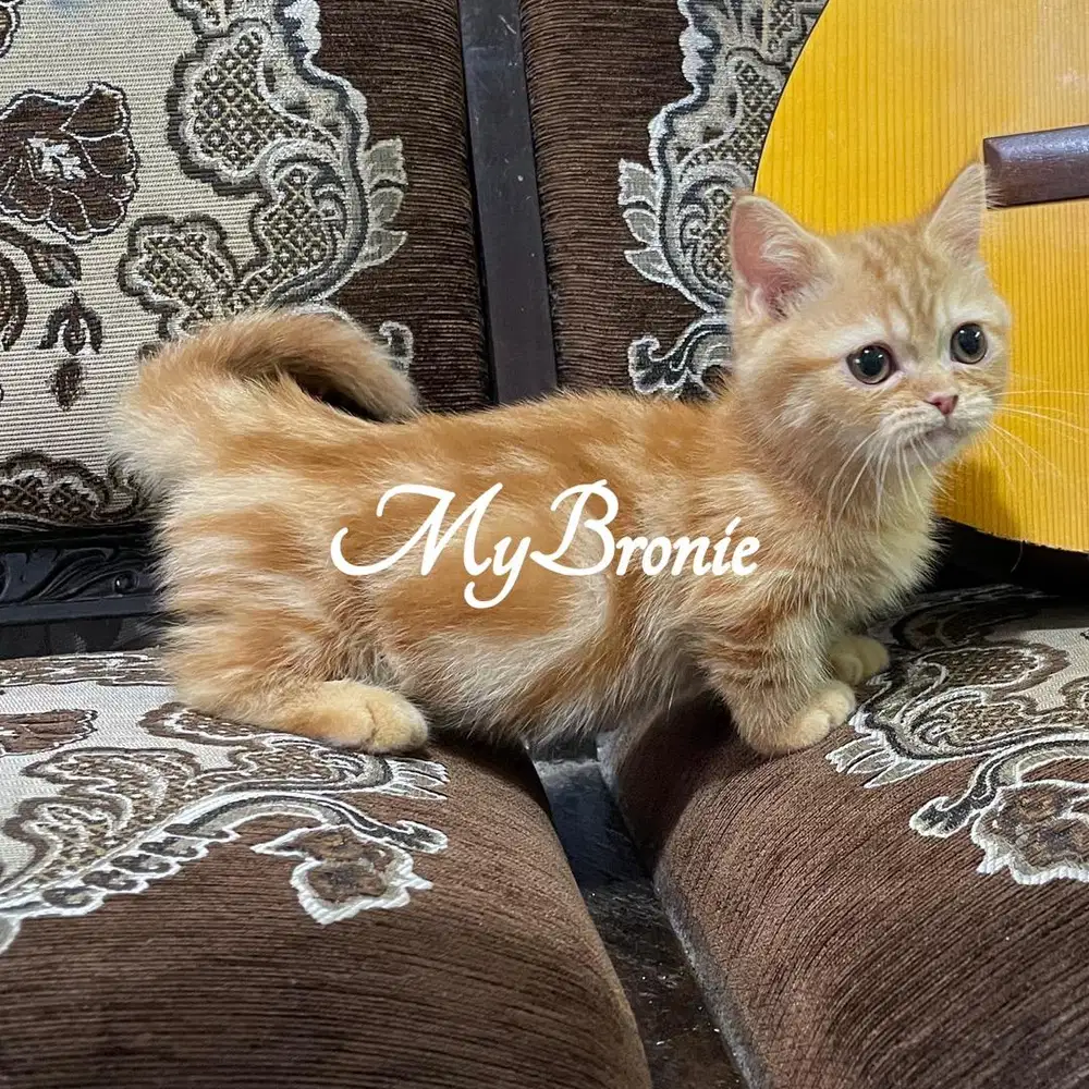 Kucing munchkin british shorthair oyen