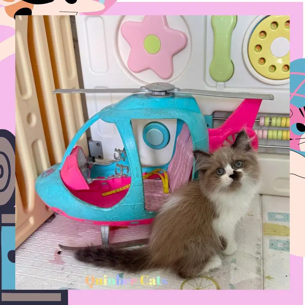 Kucing Ragdoll Seal Mink Mitted Betina