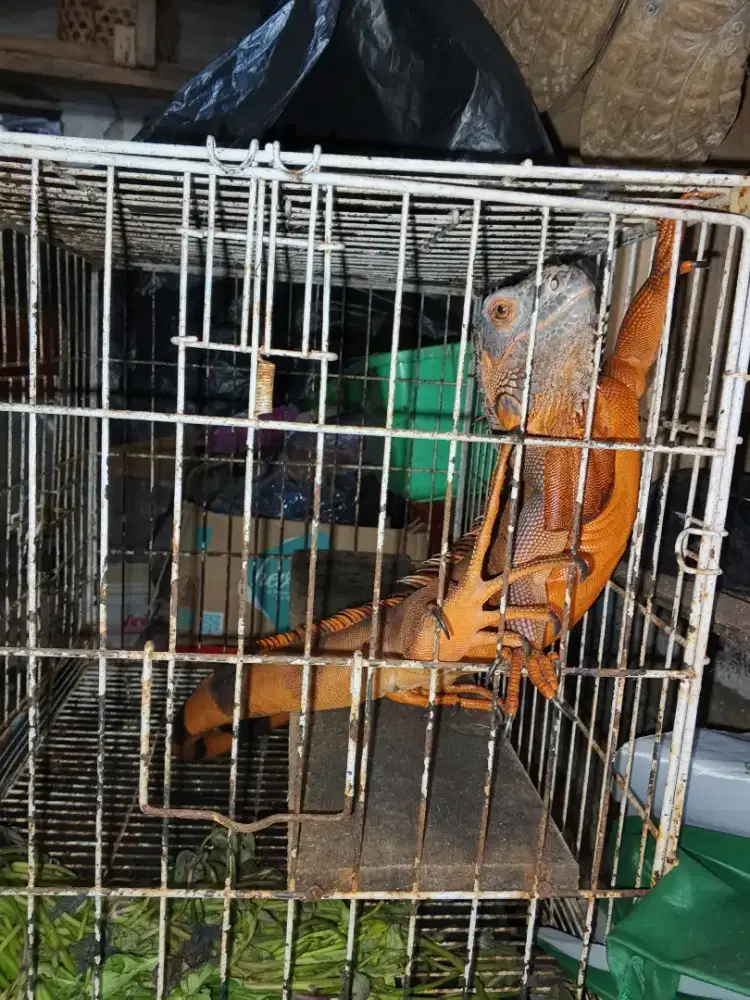 Iguana ada 2 red hijau