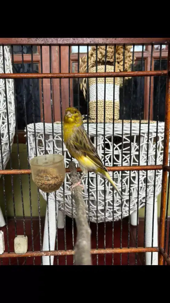 Kenari AF isian Blackthroat