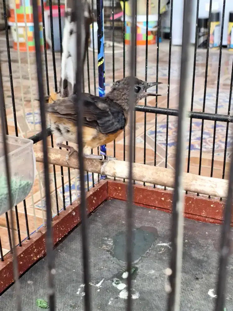 Murai Trotolan Mandiri