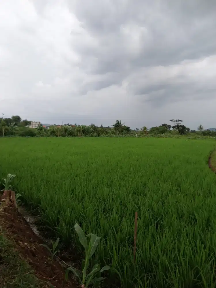 Dijual Tanah Sawah Produktif di Cianjur Kec. Karangtengah