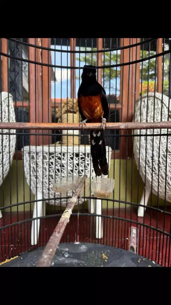 Murai Balak 4 Jantan Gacor plus Kandang BNR