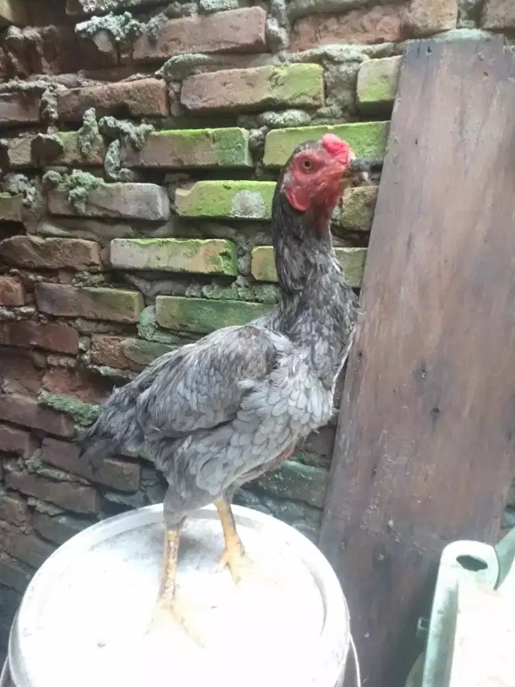 Jual Induk siam atau bt jantan siam