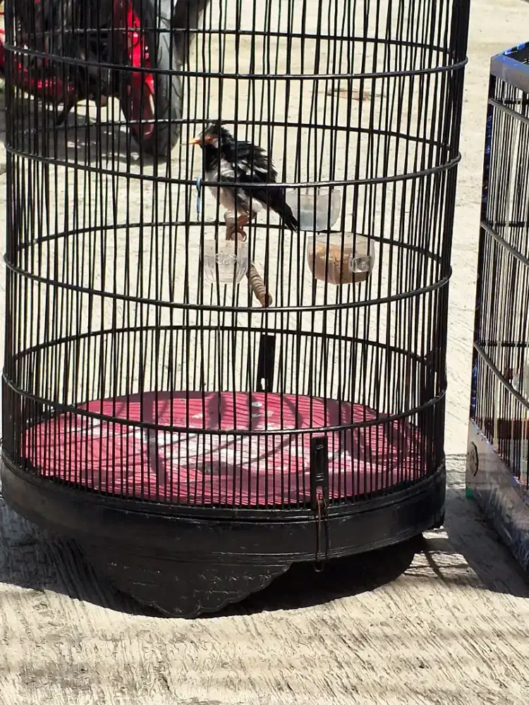 Jalak suren mapan gacor