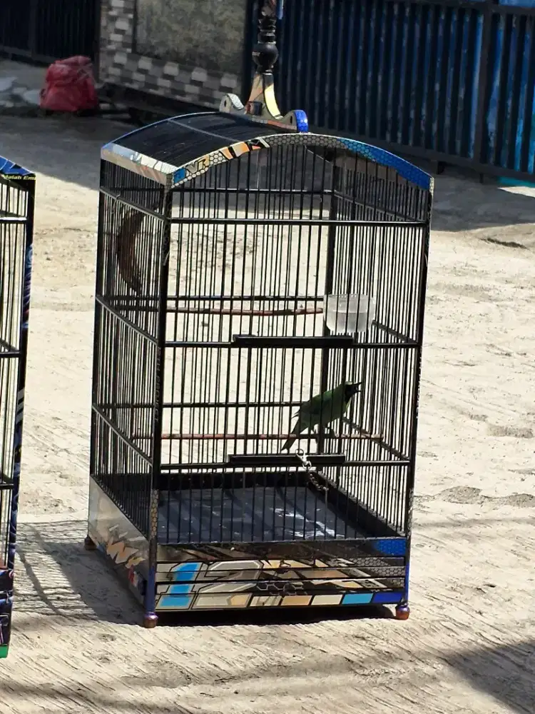 Murai Medan ijo gacor