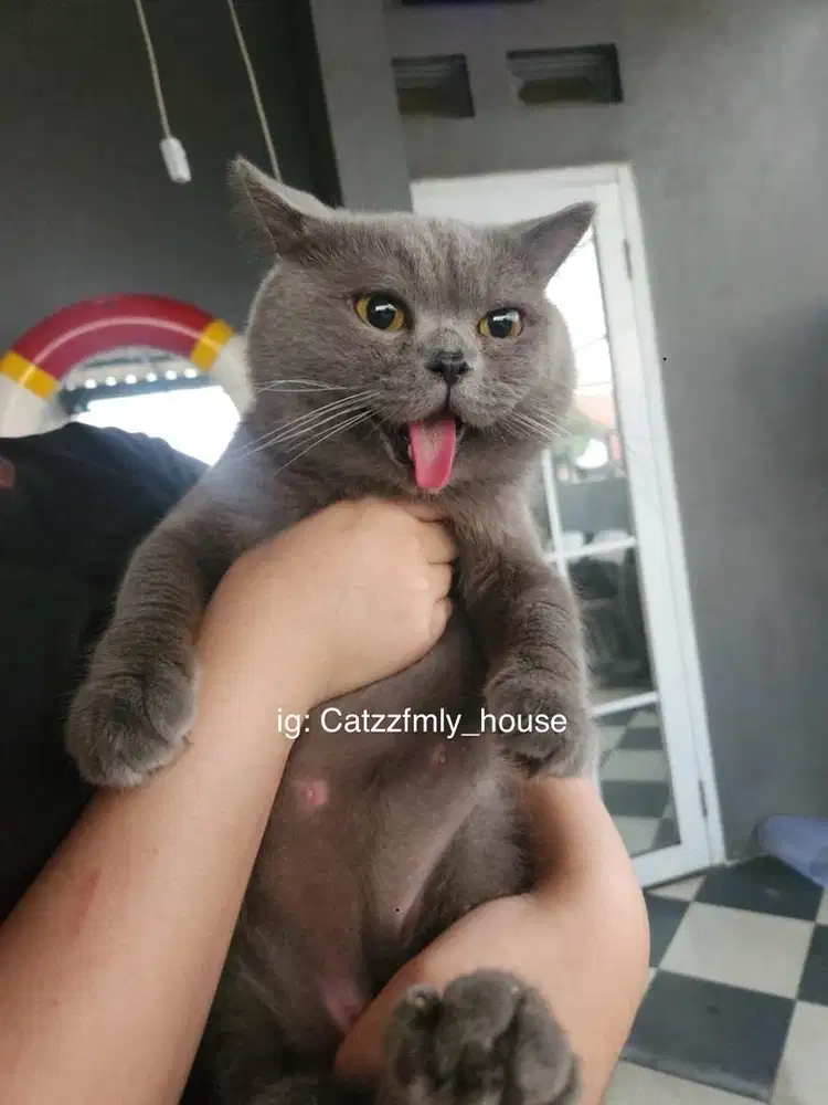 LEPAS ADOPSI BSH BLUE SOLID