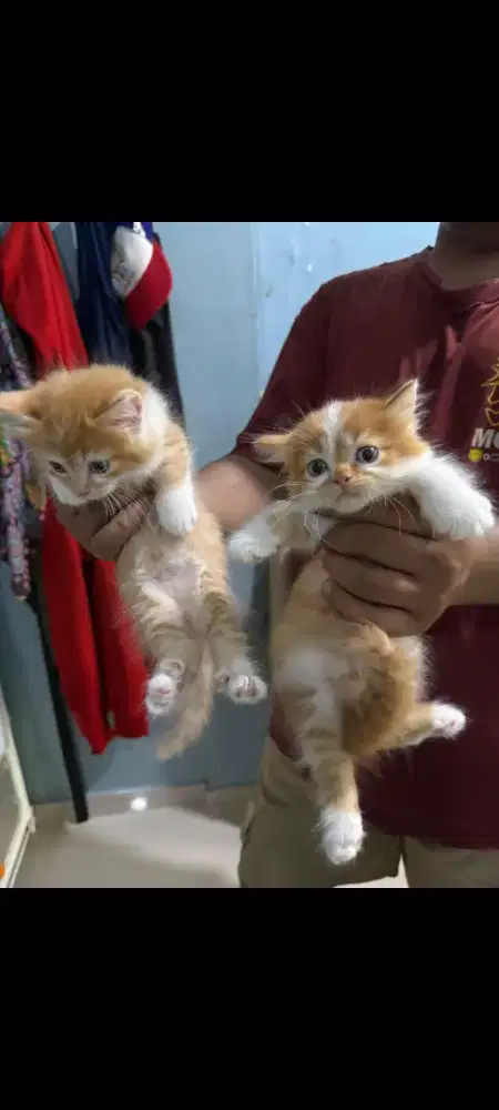 Munckin  sehat kaki pendek