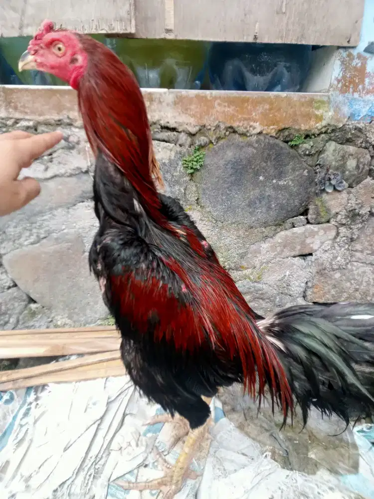 Ayam Bangkok jalu
