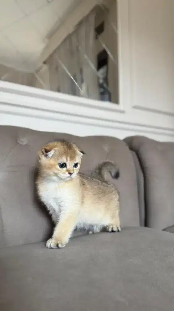 scottish fold golden jantan kitten anak import