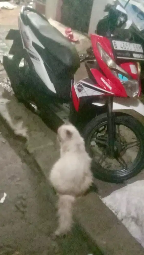 Vario led new 125 cbs Original 2018