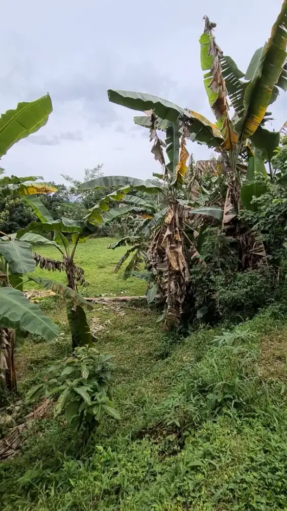 Dijual Tanah 3.000 m² – Cipaku Skip, Bogor Selatan (nego sampai jadi)