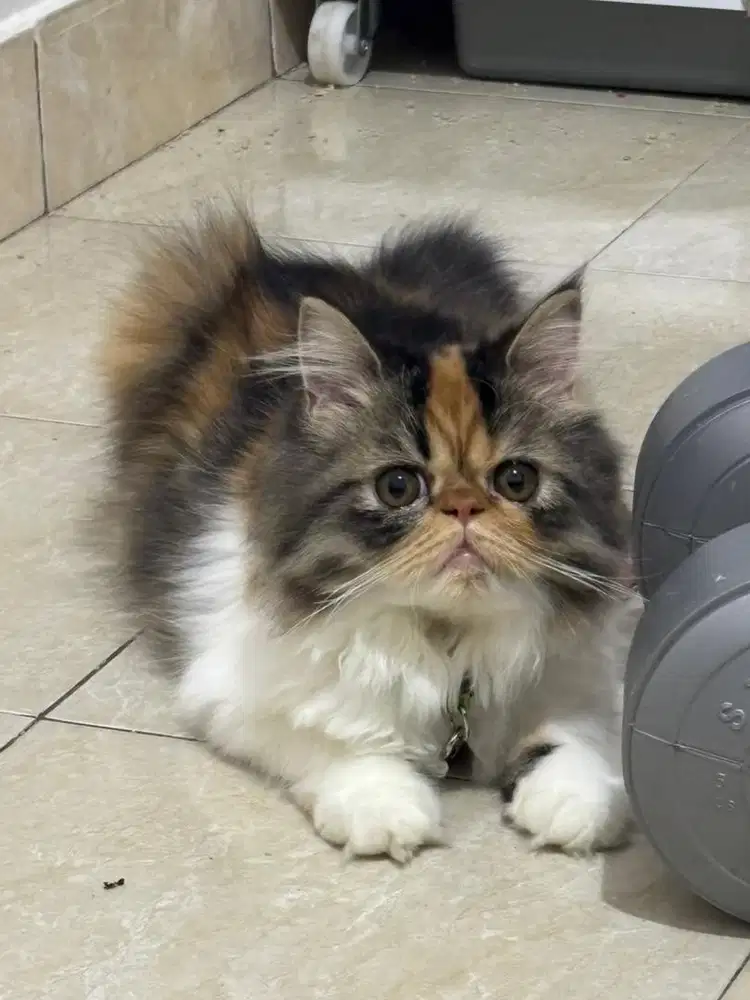 Kucing Betina Peaknose Calico Sehat Lucu