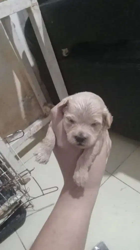 Mix poodle yang banyak bulu