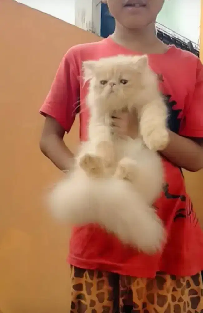 Kucing persia peaknos super boneka jantan 3 bulanan warna cream manis