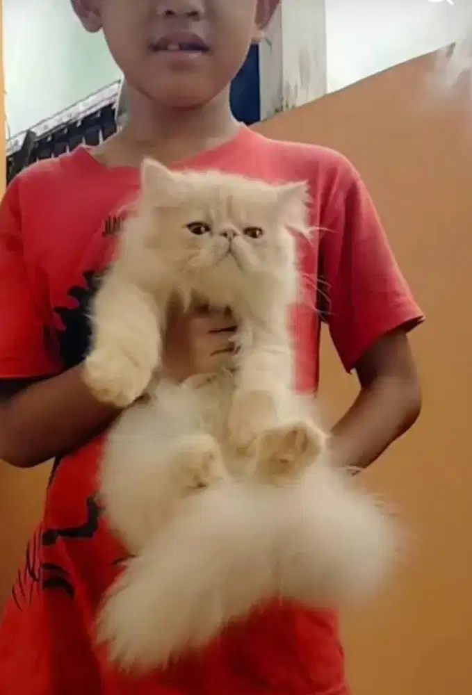 Kucing persia pesek super boneka gembul 3bulan jantan warna cream